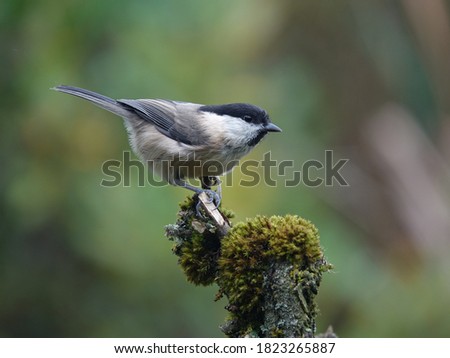 willow tit (Poecile montanus) perched on a branch in wetland area Royalty-Free Stock Photo #1823265887