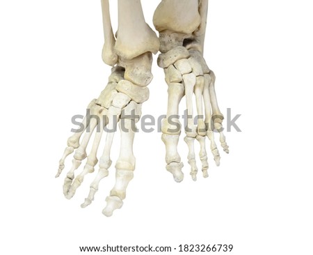 A pair of human legs, skeleton of foot and toe bones, ankle, heels. Isolated on white
