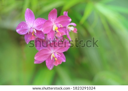 Purple orchid flower phalaenopsis on green background.