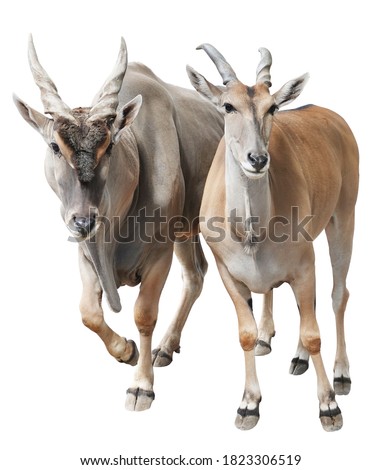 Male and female Eland antelopes isolated on white background Royalty-Free Stock Photo #1823306519