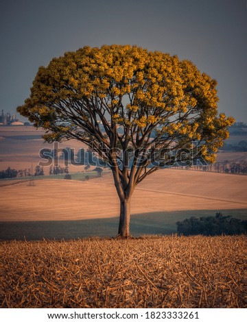 Countryside life: Golden lonely tree