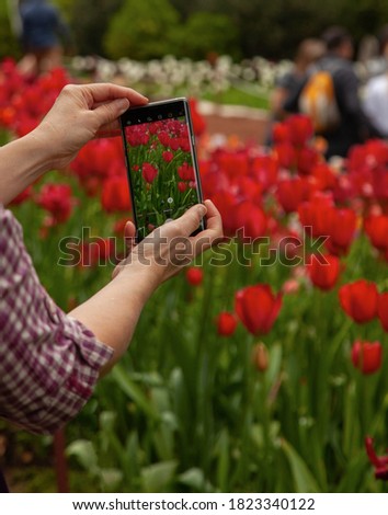 A woman takes a photo of red tulips on her phone.