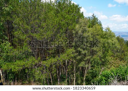 Photography of a tree high in the pine forest of Kragilan Jogja in spring, with an open natural backdrop.