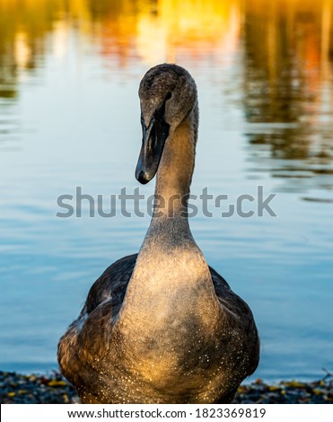 Close up of a swan duckling coming into adulthood, still carrying grey duck feathers.