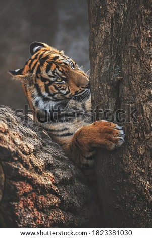Sumatran tiger (Panthera tigris sumatrae) beautiful animal and his portrait