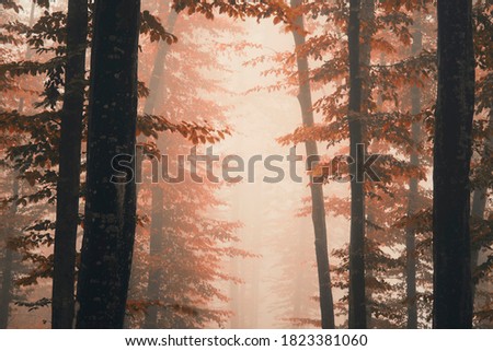 autumn woods detail, colorful foliage in misty forest