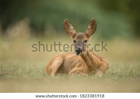 Deer portrait close up with nice background

