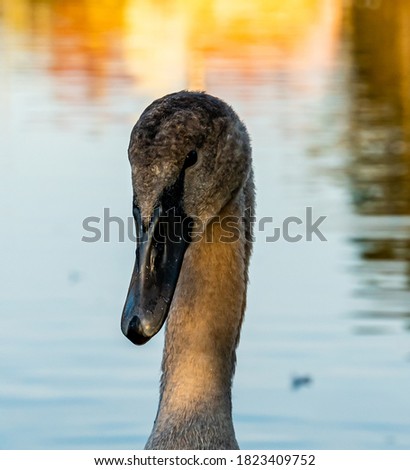 Close up of a swan duckling coming into adulthood, still carrying grey duck feathers.