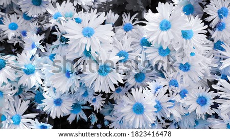Blue and white flowers background. Blue and white floral background. White and blue flowers backdrop. White and blue floral background.