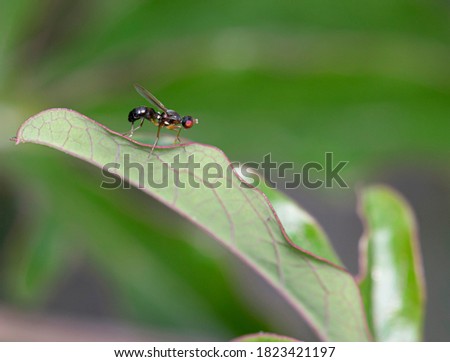 macro photography of mosquito on green plant