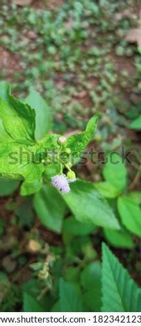 violet tiny wild flower in the garden macro shot
