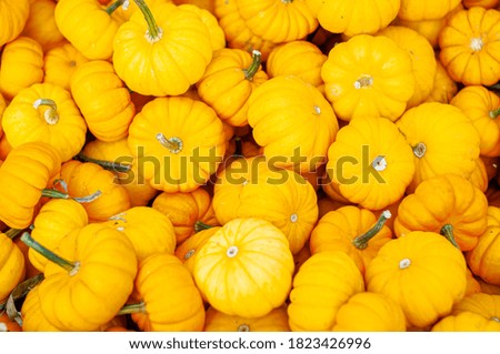 pile of yellow white and orange mini pumpkins 