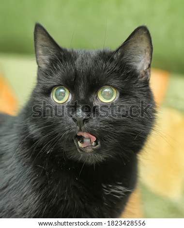 funny black cat with green eyes