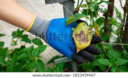 The hand in a garden glove holds a diseased leaf of a rose. Plant disease. Fungal leaves spot disease on rose bush causes the damage. Royalty-Free Stock Photo #1823439467