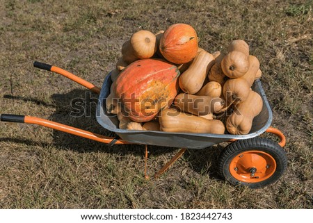 cart full of yellow and orange pumpkins closeup outdoors in the backyard