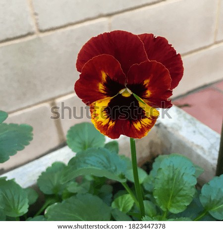 Pansy flower with large burgundy petals and yellow spots in a home garden