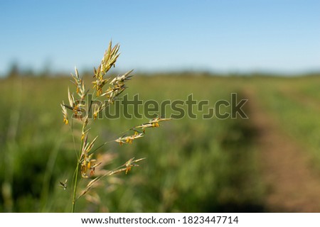 
Oats grow in the field. Close-up of oats. Royalty-Free Stock Photo #1823447714