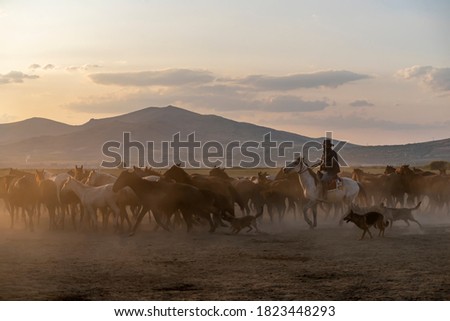 Wild horses and dogs in foggy at sunset