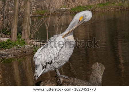 
wild pelican with white feathers and orange beak on a piece of wood on a lake in nature during the day