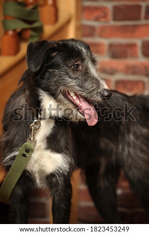 black and white dog pooch on a brick wall background