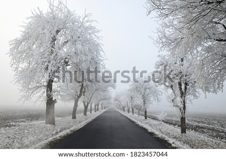 road between frosted trees. Frost on a Tree branches, winter time, cold weather outdoors. Photo taken in December.