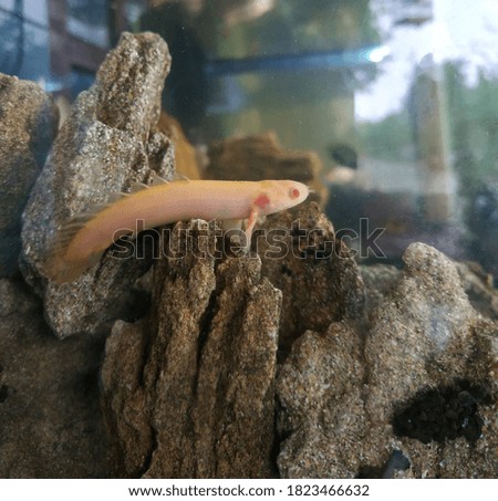 Albino fish in the aquarium