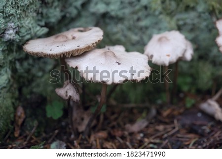 Mushrooms containing psilocybin grow naturally. Hallucinogenic mushrooms. Close-up photo. Shallow depth of field. Soft focus.