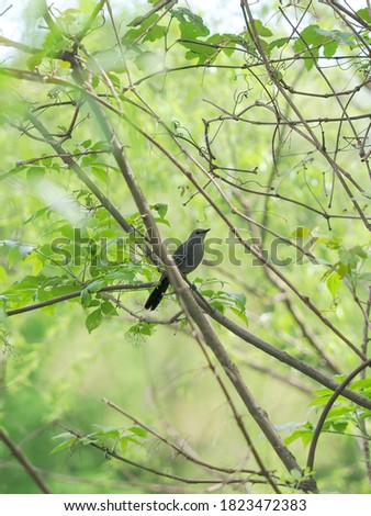 Northern Mockingbird in a tree