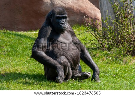 
female wild adult black gorilla on green grass in the park during the day