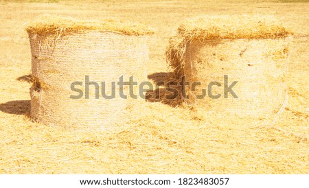 Hay rolled into a stack in a clearing, Straw, straw stack, dry grass, hay, village, countryside, harvest, field, hay, design, background, banner, nature, field, wheat, corn, rye, ears of wheat