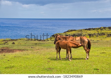 horses in rapa nui island