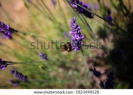 Lavender flowers and bumblebee close up view, England