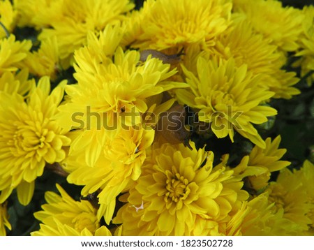 yellow flowers (chrysanthemum) in an autumn garden captured on camera at close range