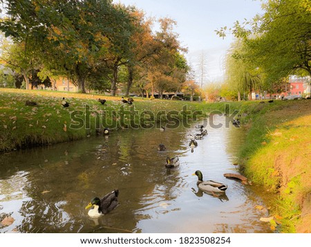 Ducks swimming in a river at the park on a beautiful fall afternoon