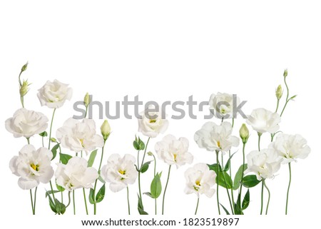 Beautiful eustoma flowers isolated on white background.
White Rose. Royalty-Free Stock Photo #1823519897