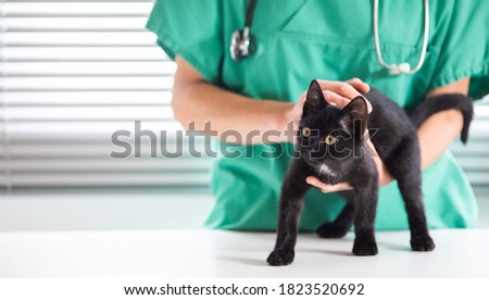 cute little black cat at vet animal care