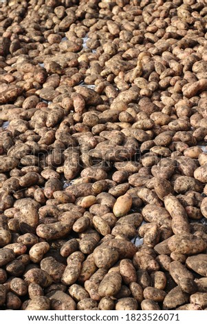 potato harvest Background vegetables collected in autumn agricultural fields 