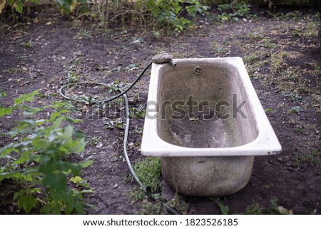 old dirty bath in the vegetable garden
