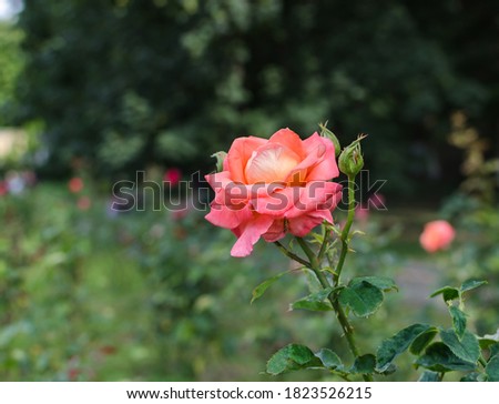 rose, garden flower on a summer day against a background of green leaves, close-up