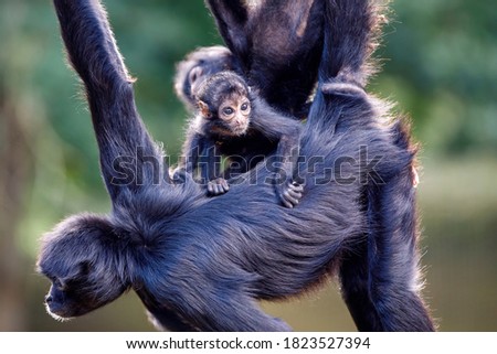 close-up of Colombian spider monkeys (Ateles fusciceps), wild animals Royalty-Free Stock Photo #1823527394