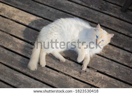 
beautiful blue eyed white cat