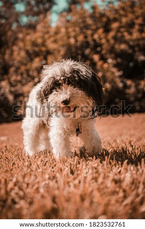 Cute black and white puppy dog with fall vibe background
