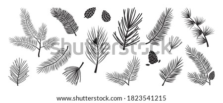 Christmas tree vector branches, fir and pine cones, evergreen set, holiday decoration, black winter symbols isolated on white background. Nature illustration