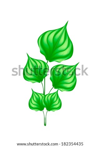 Vegetable and Herb, Vector Illustration of Betel, Wildbetal Leafbush or Piper Sarmentosum Roxb Herbal Food and Medicine. 