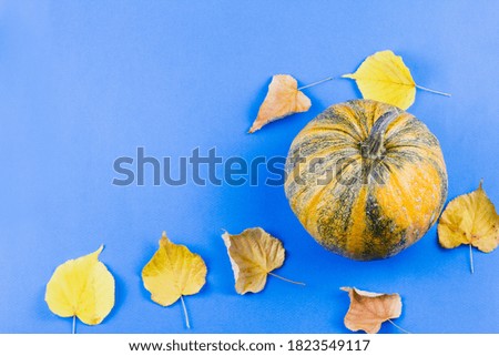 Pumpkin with autumn leaves on a blue background. View from above. Place for text. Harvesting concept.