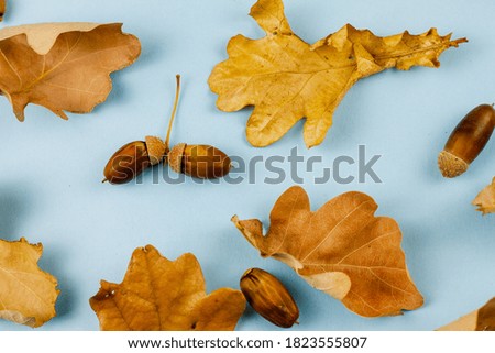 Autumn dry leaves on a blue background. Pattern. October concept. Place for text.