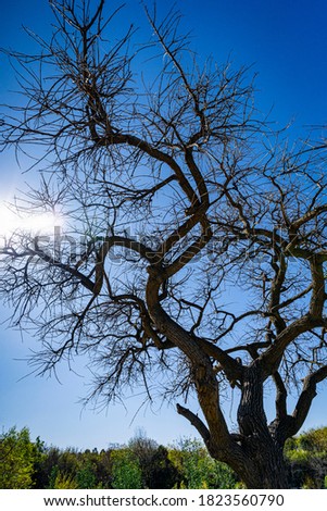 A tree of Paseo de la Costa (Coast Walk), Olivos, Buenos Aires Province, Argentina