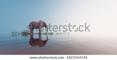 Lonely elephant stands on foggy lake 