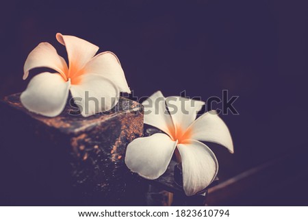 Branch of tropical flowers frangipani (plumeria)
