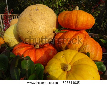 harvest of yellow and orange pumpkins for Thanksgiving and Halloween